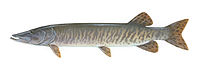 List Of U.s. State Fish: Wikimedia list article