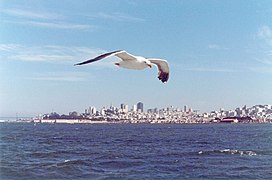 San Francisco 1982