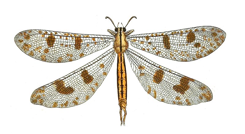 File:Myrmeleon libelluloides Drury 01.jpg