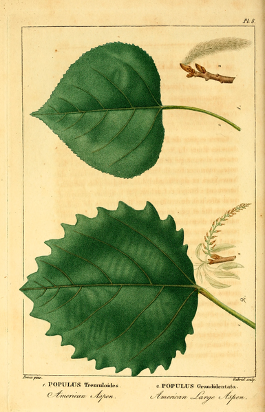 File:NAS-099f Populus tremuloides & grandidentata.png