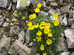 NP Pirin Papaver degenii.jpg