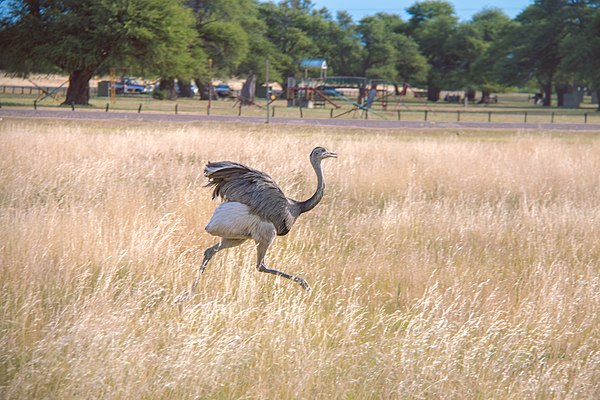 A rhea at the Parque Luro, Argentina