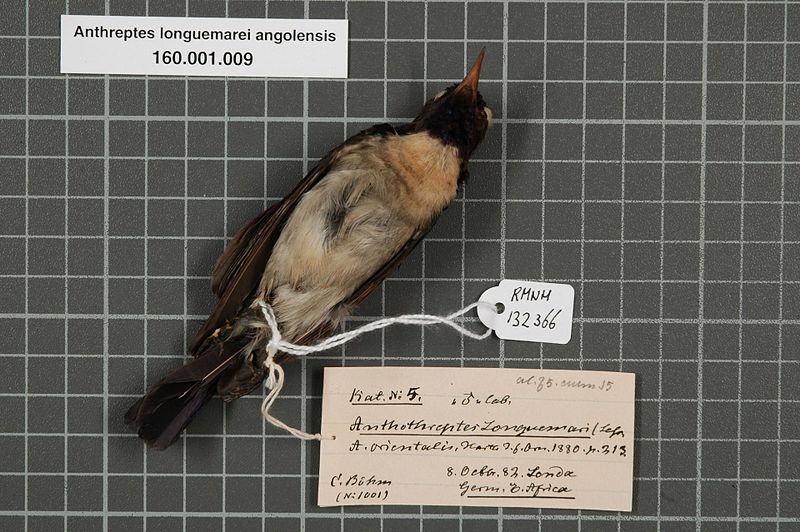 File:Naturalis Biodiversity Center - RMNH.AVES.132366 2 - Anthreptes longuemarei angolensis Neumann, 1906 - Nectariniidae - bird skin specimen.jpeg