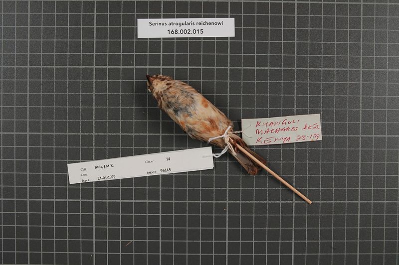 File:Naturalis Biodiversity Center - RMNH.AVES.95145 2 - Serinus atrogularis reichenowi Salvadori, 1888 - Fringillidae - bird skin specimen.jpeg