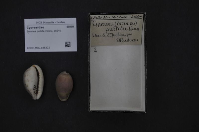 File:Naturalis Biodiversity Center - RMNH.MOL.186322 - Erronea pallida (Gray, 1824) - Cypraeidae - Mollusc shell.jpeg