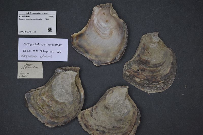 File:Naturalis Biodiversity Center - ZMA.MOLL.414144 - Isognomon alatus (Gmelin, 1791) - Pteriidae - Mollusc shell.jpeg