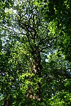 Naturdenkmal Eiche im Misburger Wald (H 222)