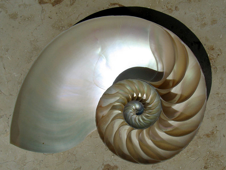 File:NautilusCutawayLogarithmicSpiral flip.jpg