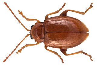 <i>Neocrepidodera impressa</i> Species of beetle