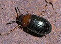 Neomida bicornis P1580387a.jpg