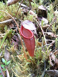 A lower pitcher of N. jamban x N. lingulata Nepenthes jamban x Nepenthes lingulata.jpg