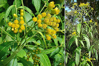 <i>Neurolaena lobata</i> Species of flowering plant