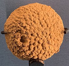 Nevadacoelia wistae.jpg
