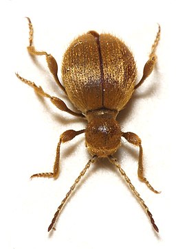 Niptus hololeucus