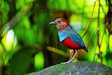 North Moluccan Pitta (rufiventris) 0A2A9458.jpg