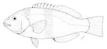 Notolabrus cinctus (Girdled wrasse) .gif