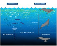 Fish and phytoplankton bring nutrients to the seafloor in the form of detritus, and whales bring nutrients up to the surface also in the form of detritus.