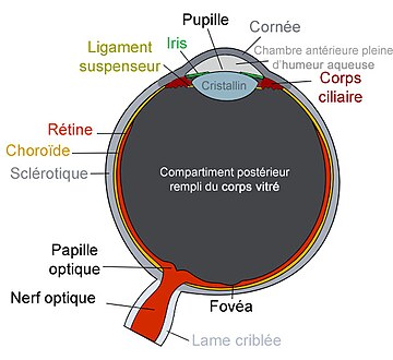 File:Oeil2.jpg