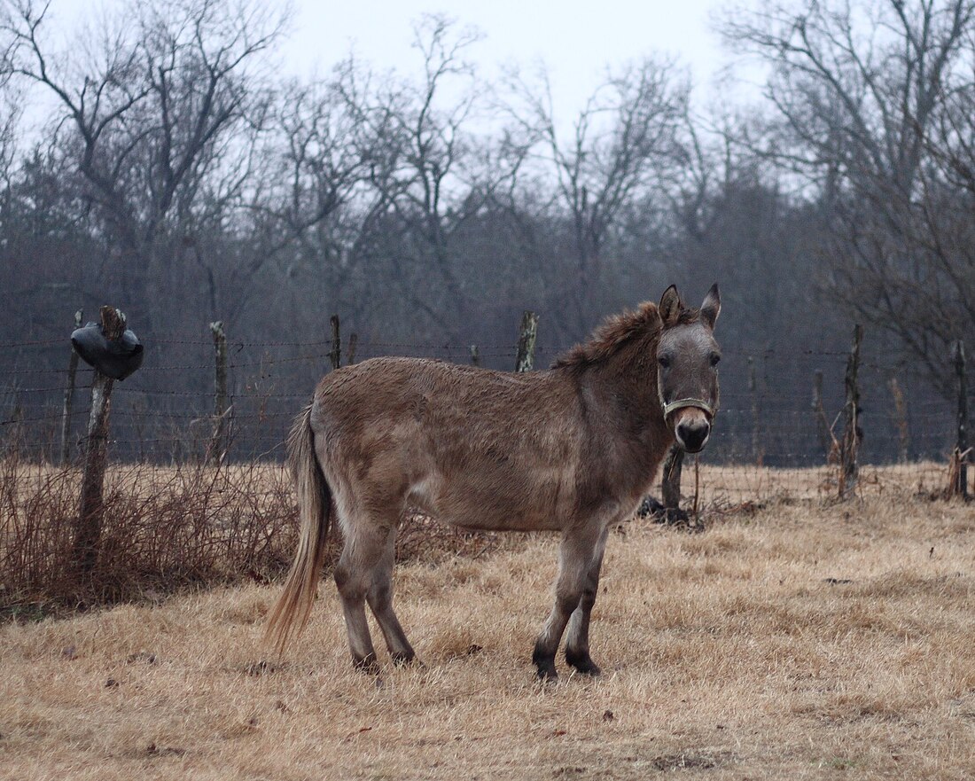 File:Old hinny in Oklahoma.jpg