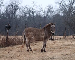 Maljuna hino en Oklahoma.jpg