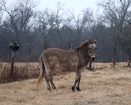 Old hinny in Oklahoma.jpg