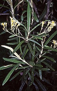 <i>Olearia alpicola</i> Species of shrub