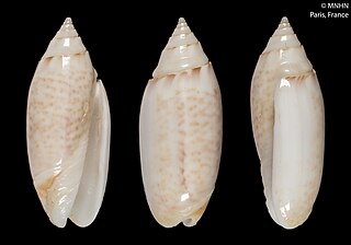 <i>Oliva australis</i> Species of gastropod