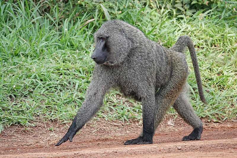 File:Olive baboon bwindi impenetrable national park.jpg