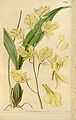 Gomesa concolor (as syn. Oncidium concolor) plate 3752 in: Curtis's Bot. Magazine (Orchidaceae), vol. 66, (1840)