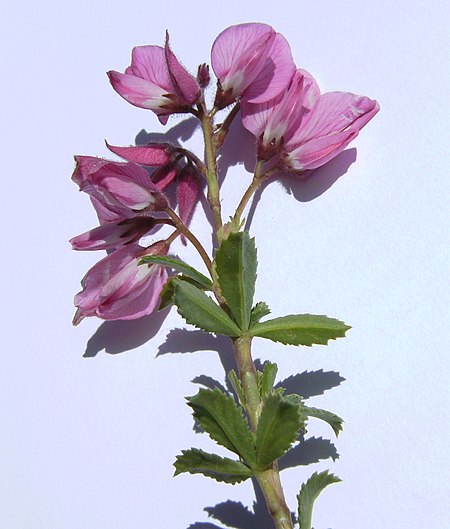Ononis fruticosa brot 1.JPG