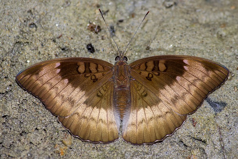 File:Open wing basking position of Euthalia monina (Fabricius, 1787) - Powdered Baron (Female) WLB.jpg