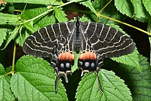 Open wing position of Bhutanitis ludlowi Gabriel, 1942 - Mystical Bhutan Glory Openwing position of Bhutanitis ludlowi Gabriel, 1942 - Mystical Bhutan Glory 3.jpg