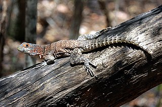 Opluridae Family of lizards