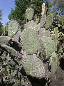 Opuntia atrispina 1c.JPG 