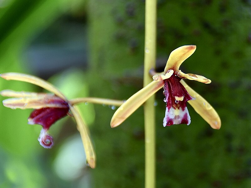 File:Orchidaceae Cymbidium finlaysonianum 1.jpg