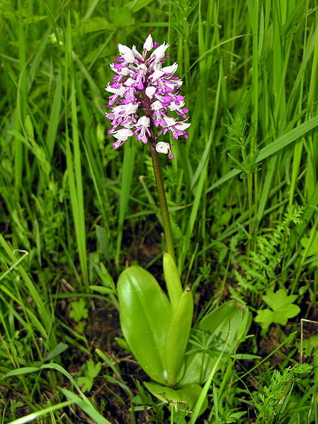 File:Orchis militaris1.JPG