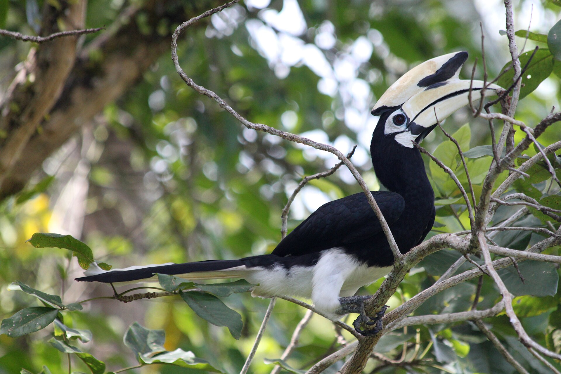 Oriental pied hornbill brunei.jpg