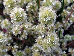 Origanum majorana FlowerCloseup DehesaBoyaldePuertollano.jpg