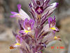 Orobanche ludoviciana.jpg