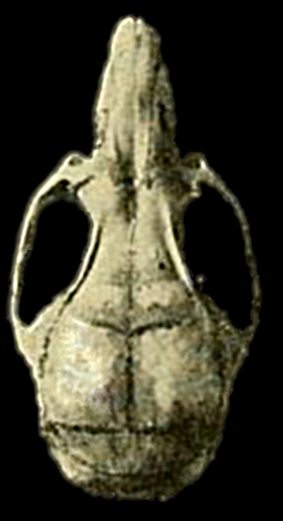 A Transandinomys bolivaris koponyája felülről