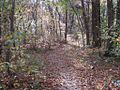 Overton Park Old Forest Trail Memphis TN 1.jpg
