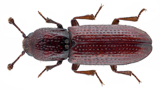 Teredidae Family of beetles