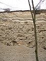 Čeština: Přírodní památka Micoenní sladkovodní vápence u Tuchořic. Okres Louny, Česká republika. English: Natural monument "Miocenní sladkovodní vápence" (Miocene freshwater limestones) near Tuchořice village, Louny District, Czech Republic.