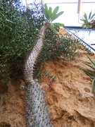 Pachypodium lamerei