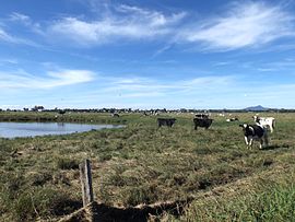 Paddocks along Kengoon Road Silverdale.jpg