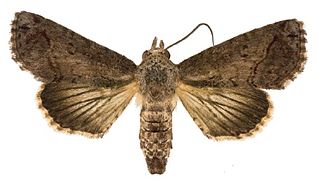 <i>Paectes longiformis</i> Species of moth