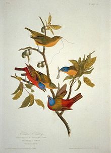 Painted Bunting from The Birds of America