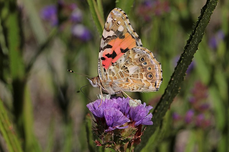 File:Painted lady (Vanessa cardui) underside Ethiopia.jpg