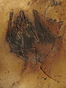 Palaeoxiropteryx tupaiodon.JPG