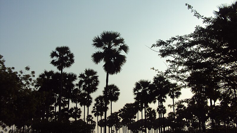 File:Palm trees 1.JPG